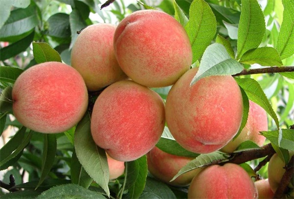 �o���ӟo��Ⱦ��ֻ�������r��